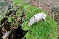 IMG_20210926_145436