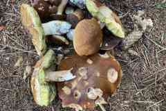 IMG-20220910-WA0001