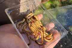 IMG-20260426-WA0042