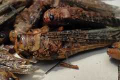 IMG-20260531-WA0040