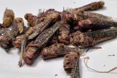 IMG-20260531-WA0042